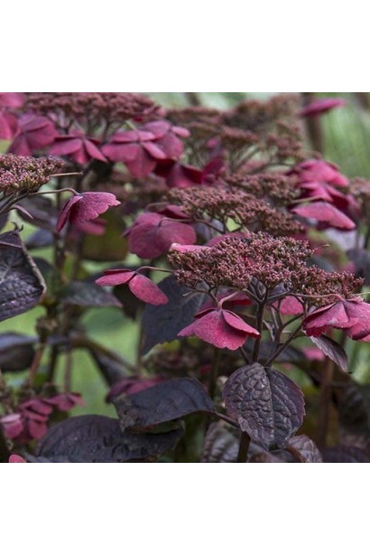 Рясне цвітіння гортензії Daredevil у саду, зібрані в щиткоподібні суцвіття рожево-червоного відтінку.